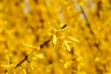 Weeping forsythia