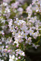 Narrow-leaved boronia Pink Star