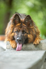
long haired german shepherd on the beach in summer 