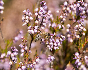 Fototapeta premium close up of a bee on a flower