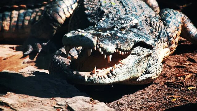 crocodile lies gaping mouth. Alligator farm, Pattaya, Thailand. saltwater crocodile Crocodylus porosus. crocodile is crawling. crocodile eye and sharp teeth. Dark blue reptile Alligator creeps slowly