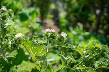 ごぼうの花とつぼみ