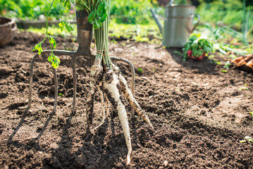 Freshly picked parsley from the ground. Parsley leaning on a pitchfork. Gardening in the village.