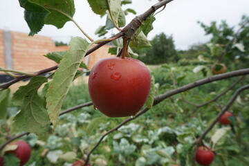 Samotne jabłko w sadzie