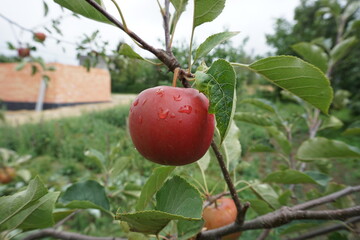 Mokre czerwone jabłko rośnie na gałęzi