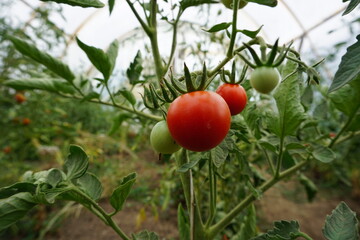 Dojrzałe pomidory w szklarni
