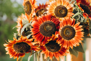 Bouquet of dark red to orange color sunflowers close-up, bright floral background