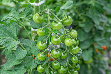 鈴なりの未熟ミニトマト　家庭菜園