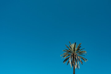 Palme mit blauem Himmel 