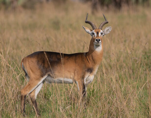 Naklejka na ściany i meble melanistic antelope; Kob with horns; male kob; adult kob; Antelope in African savannah; Kob on grassland; Kobus kob; herd of deer; herd of antelope; melanistic kob from Uganda 