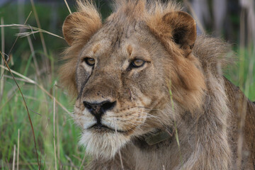 lion picture; Lion with a GPS collar; big male lion in the wild; lion side view; male lion looking; maneless lion; lion with mane; wild lion; Male lion from Murchison National Park, Uganda; Science	