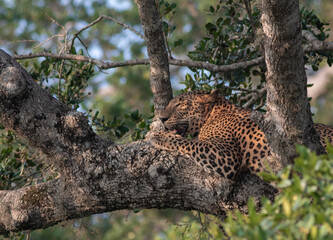 Fototapeta na wymiar leopard in the tree; Leopard on a tree; leopard resting; leopard looking at prey; leopard watching; leopard stalking; Sri Lankan leopard from Yala National Park 