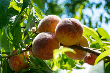 Peaches grow on the tree. Fruits are fresh, juicy, mature. Summer season, closeup.