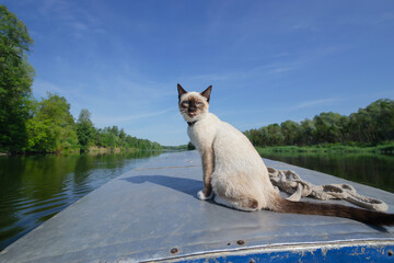 Funny cat is sitting on the bow of a boat floating on the river. Selective focus