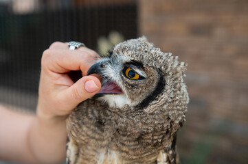 African owl play with a woman hand