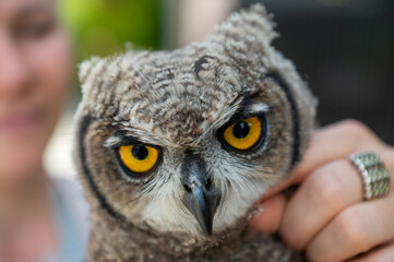 Beauty portrait of a head owl from Africa