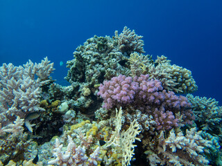 The most beautiful views and vibrant inhabitants of the Red Sea, Hurghada, Egypt