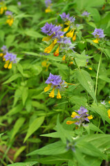  Melampyrum polonicum blooms in the forest