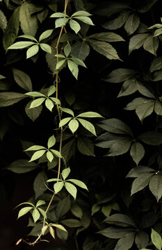 Virginia five-finger green creeper vertical background