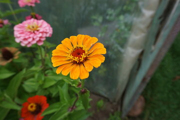 Pomarańczowa cynia