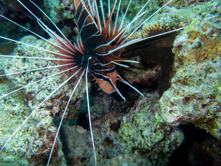 The most beautiful views and vibrant inhabitants of the Red Sea, Hurghada, Egypt
