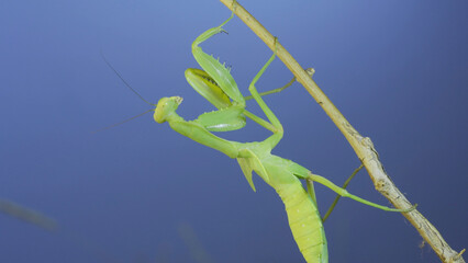 Close-up of green praying mantis sitting on bush branchon and washing his face blue sky background