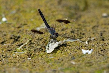 Southern Banded Groundling Brachythemis leucosticta perching on the bround