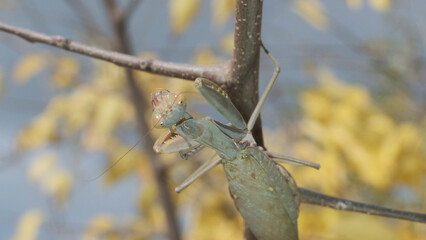 Praying mantis sits on branch on  autumn yellow leaves background. Transcaucasian tree mantis (Hierodula transcaucasica). Close-up of mantis insect