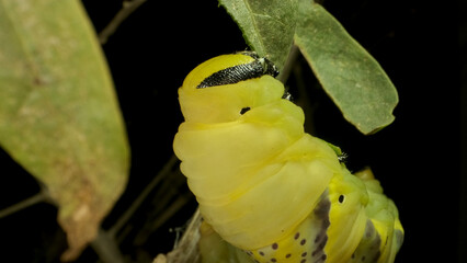 Larva (caterpillar) of butterfly Death's Head Hawkmoth sit on the branch and eats a leaf on black background. Close up