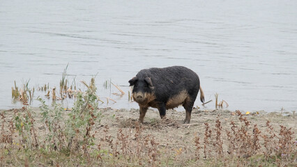 Feral pig (boar-pig hybrid) digs the ground in in-shore zone next to the delta Danube river