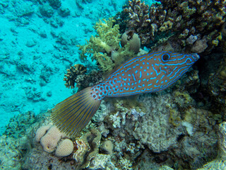 The most beautiful views and vibrant inhabitants of the Red Sea, Hurghada, Egypt © glebantiy