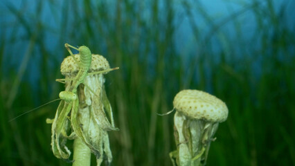 Newborn green Praying Mantis sit on top of dandelions and look at the camera. Extreme close-up of babies mantis insect (Nymph form) on green grass and blue sky background