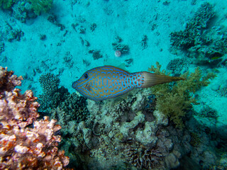 The most beautiful views and vibrant inhabitants of the Red Sea, Hurghada, Egypt