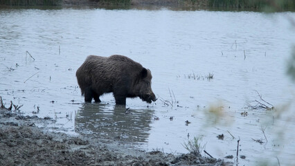 Wild boar (Sus scrofa) eats roots in a freshwater pond