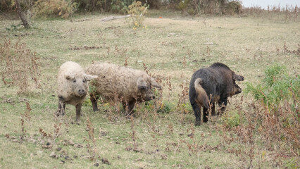 Wild boar (Sus scrofa) is heading the herd of Feral pigs (boar-pig hybrid) in an autumn meadow next to the delta Danube river