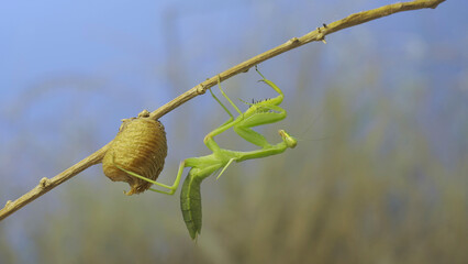 Close-up of green praying mantis sitting on bush branch next to Ootheca (Oviparity) on blue sky background