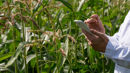Close-up hands of a scientist in a corn field checking the condition of the crop and entering the...