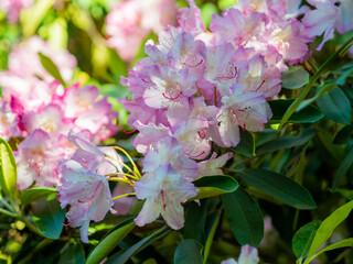 A fresh gentle buds bunch of pink azalea