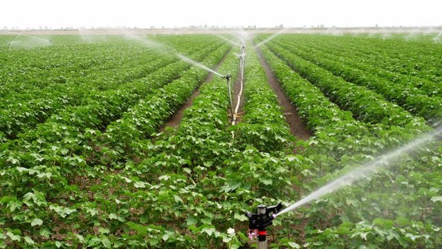 Irrigation system operating on cotton crop in the marshes of Lebrija,  Andalusia, Spain