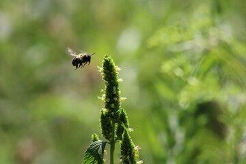 bee on a flower