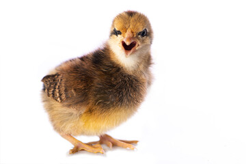 Cute chicken isolated on white background