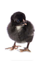 Obraz premium Cute chicken isolated on white background