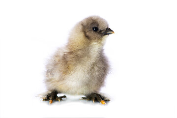 Cute chicken isolated on white background