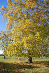 Farm animals grazing by the autumn oak trees.