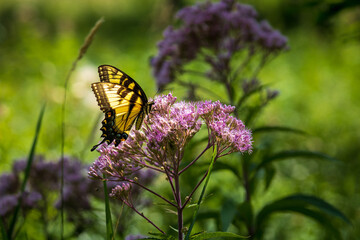 butterfly on flower