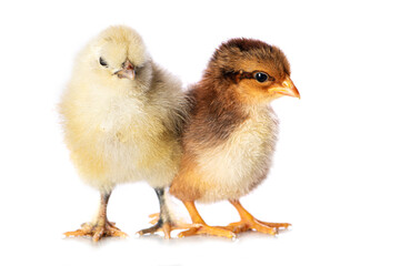 Cute chicken isolated on white background