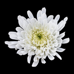 White chrysanthemum flower isolated on dark background.