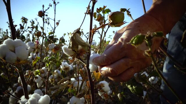 A cotton grower harvests cotton with his hands. The concept of developing sustainable raw materials. Hand picking cotton