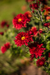 chrysanthemum flowers in the garden
