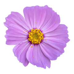 Pink cosmos flower isolated on white background.